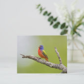 Passerina ciris), männlich gesungen postkarte (Stehend Vorderseite)