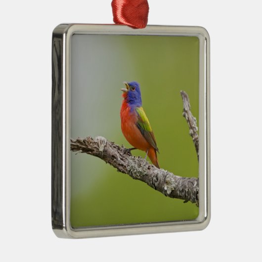 Passerina ciris), männlich gesungen silbernes ornament (Rechts)