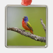 Passerina ciris), männlich gesungen silbernes ornament (Vorne)