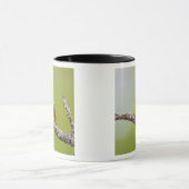 Passerina ciris), männlich gesungen tasse (Zentrum)