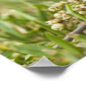 Passerina citria (gepanzert)) erwachsener männlich poster (Ecke)