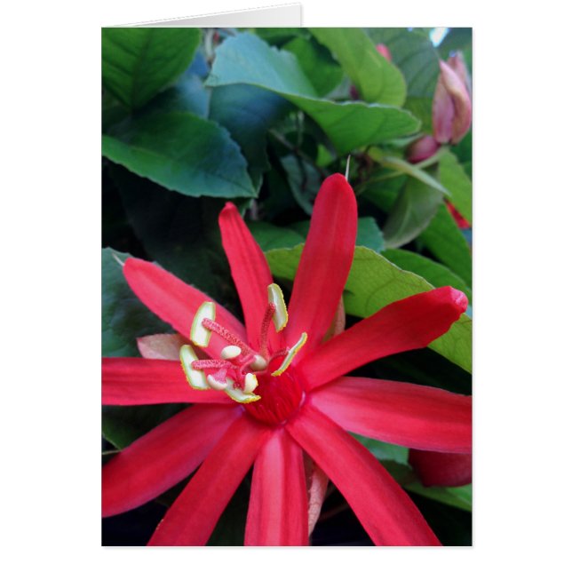 Passiflora (Vorne)