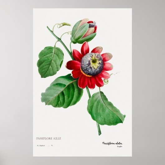 Passiflora Ailee - Atemberaubendes botanisches Kun Poster (Vorne)