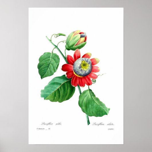 Passiflora alata poster (Vorne)