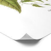 Passiflora baraquimima poster (Ecke)