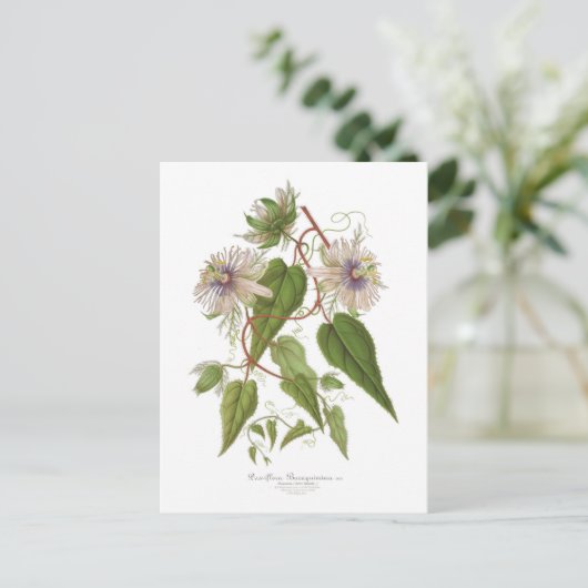 Passiflora baraquimima postkarte (Stehend Vorderseite)