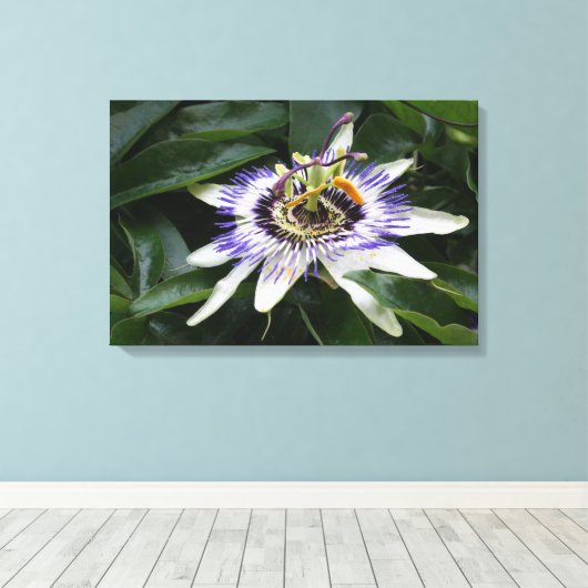 Passiflora - Blumenfotografie Leinwanddruck (Insitu (Holzboden))