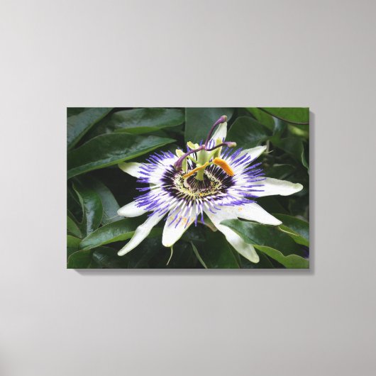 Passiflora - Blumenfotografie Leinwanddruck (Vorderseite)