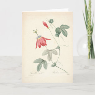 Passiflora by Redoute Botanical Sympathy Card Dankeskarte