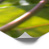 Passiflora edulis forma flavicarpa (Passion Blume Poster (Ecke)