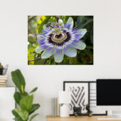 Passiflora edulis forma flavicarpa (Passion Blume Poster (Heimbüro)