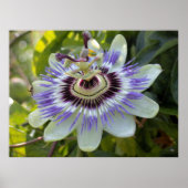 Passiflora edulis forma flavicarpa (Passion Blume Poster (Vorne)
