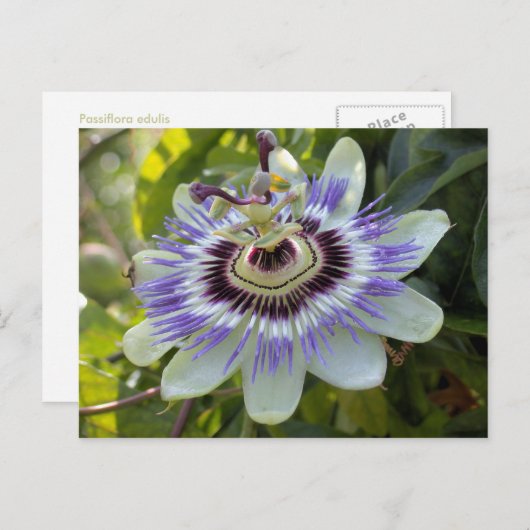 Passiflora edulis forma flavicarpa (Passion Blume Postkarte (Vorne/Hinten)