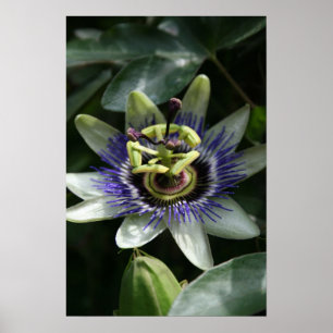 Passiflora Fleur de la Passion / Poster