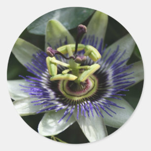 Passiflora Fleur de la Passion Round Sticker