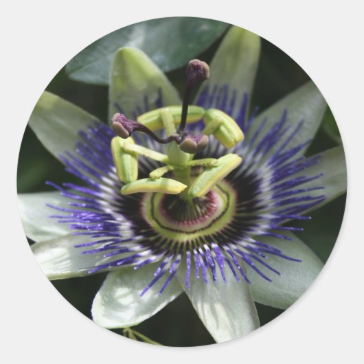 Passiflora Fleur de la Passion Round Sticker (Vorderseite)