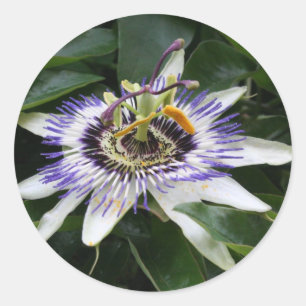Passiflora Floral Fotosticker Rundsticker Runder Aufkleber
