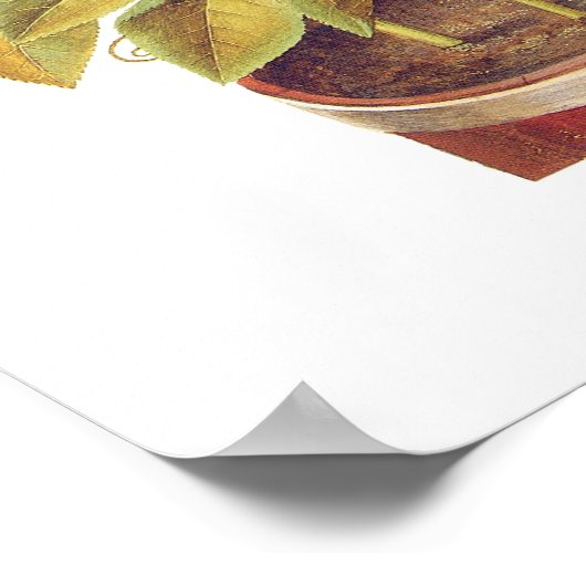 Passiflora incarnata poster (Ecke)