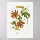 Passiflora manicata poster (Vorne)