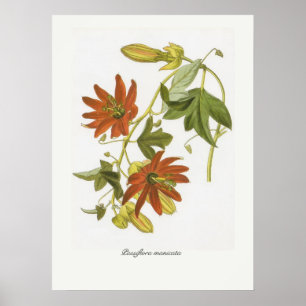 Passiflora manicata poster