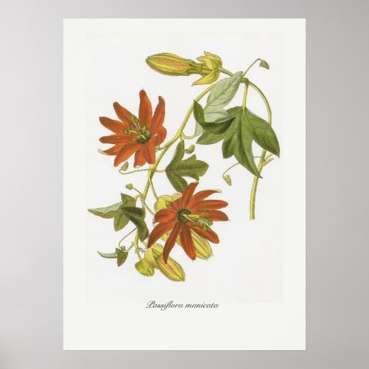 Passiflora manicata poster (Vorne)