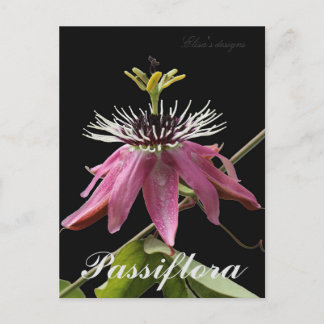 Passiflora Postkarte
