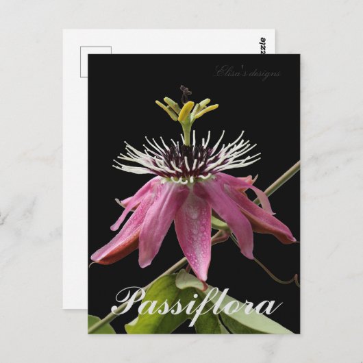 Passiflora Postkarte (Vorne/Hinten)