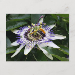 Passiflora Postkarte