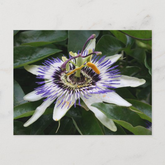 Passiflora Postkarte (Vorderseite)
