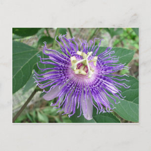 Passiflora Postkarte