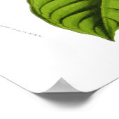 Passiflora quadrangularis decaisneana poster (Ecke)