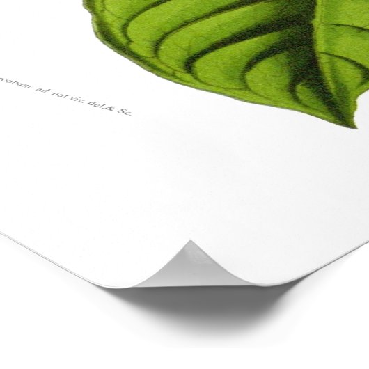 Passiflora quadrangularis decaisneana poster (Ecke)