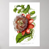 Passiflora quadrangularis decaisneana poster (Vorne)