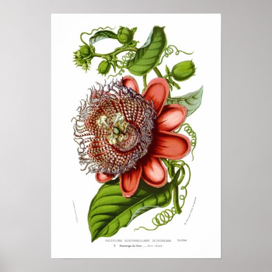 Passiflora quadrangularis decaisneana poster (Vorne)