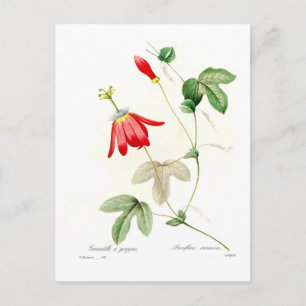 Passiflora racemosa postkarte
