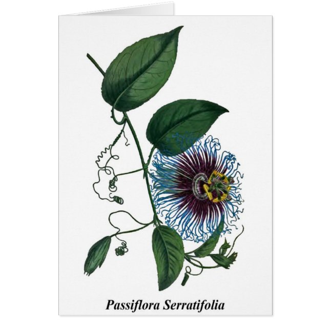 Passiflora Serratifolia (Vorne)