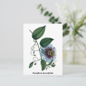Passiflora Serratifolia Postkarte (Stehend Vorderseite)