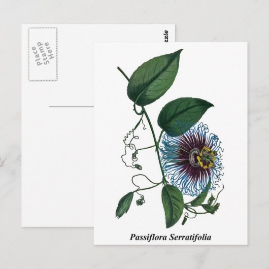 Passiflora Serratifolia Postkarte (Vorne/Hinten)