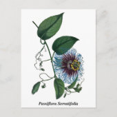 Passiflora Serratifolia Postkarte (Vorderseite)
