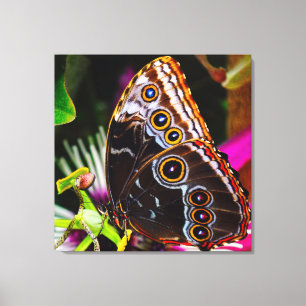 Passiflora VIOLACEA und Blauer Morpho-Schmetterlin Leinwanddruck
