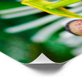 Passiflora VIOLACEA und Blauer Morpho-Schmetterlin Poster (Ecke)