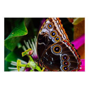 Passiflora VIOLACEA und Blauer Morpho-Schmetterlin Poster