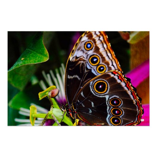 Passiflora VIOLACEA und Blauer Morpho-Schmetterlin Poster (Vorderseite)