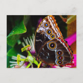 Passiflora VIOLACEA und Blauer Morpho-Schmetterlin Postkarte (Rückseite)