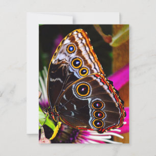 Passiflora VIOLACEA und Blauer Morpho-Schmetterlin Postkarte