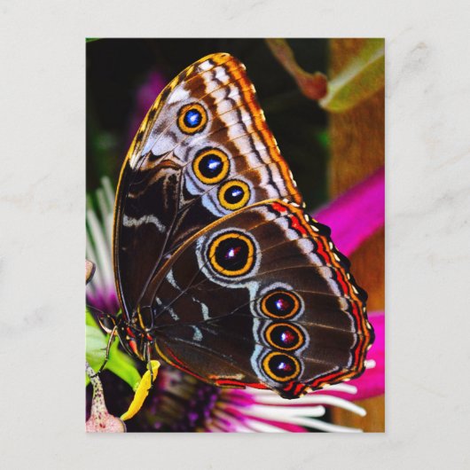 Passiflora VIOLACEA und Blauer Morpho-Schmetterlin Postkarte (Vorderseite)