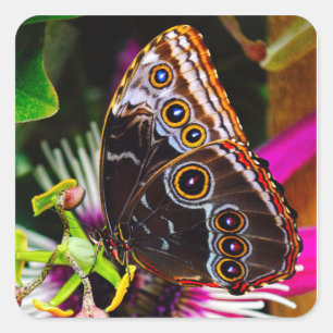 Passiflora VIOLACEA und Blauer Morpho-Schmetterlin Quadratischer Aufkleber