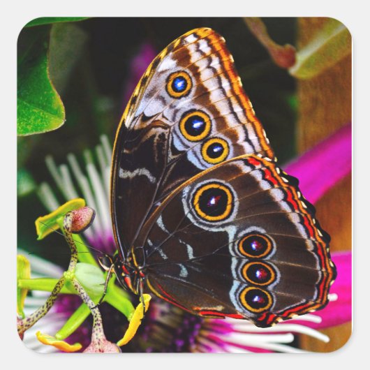 Passiflora VIOLACEA und Blauer Morpho-Schmetterlin Quadratischer Aufkleber (Vorderseite)