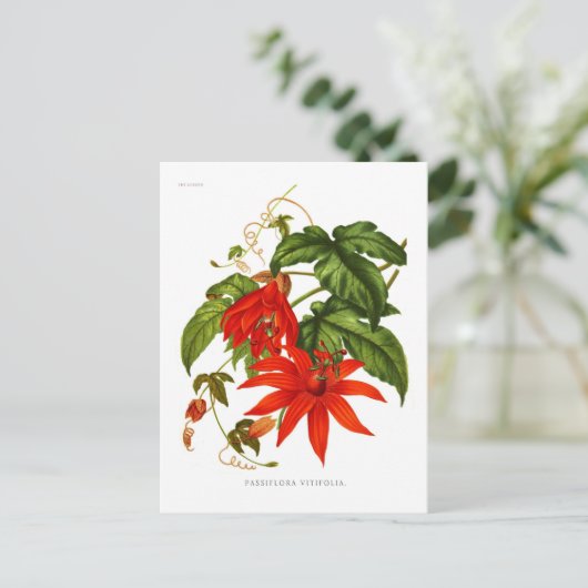 Passiflora vitifolia postkarte (Stehend Vorderseite)