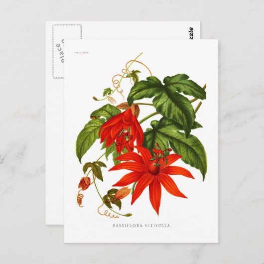 Passiflora vitifolia postkarte (Vorne/Hinten)